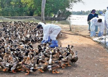 പക്ഷിപ്പനി ; കര്ഷകര്ക്ക് ഇനിയും നഷ്ടപരിഹാരത്തുക ലഭിച്ചിട്ടില്ലെന്ന് പരാതി