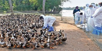 പക്ഷിപ്പനി ; കര്‍ഷകര്‍ക്ക് ഇനിയും നഷ്ടപരിഹാരത്തുക ലഭിച്ചിട്ടില്ലെന്ന് പരാതി