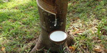 ഒന്‍പത് മാസങ്ങള്‍ക്കു ശേഷം റബര്‍ വില ഇടിഞ്ഞു