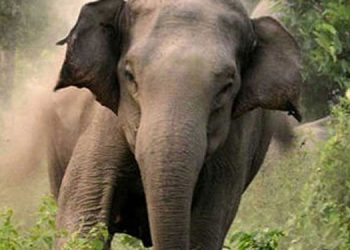 അതിരപ്പിള്ളിയിൽ വിനോദസഞ്ചാരിയെ കാട്ടാന ആക്രമിച്ചു