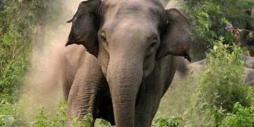 അതിരപ്പിള്ളിയിൽ വിനോദസഞ്ചാരിയെ കാട്ടാന ആക്രമിച്ചു