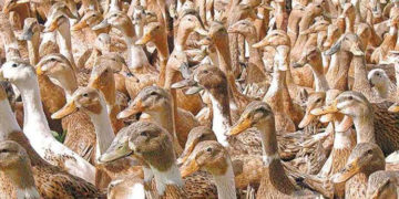 കുട്ടനാട്ടില്‍  പക്ഷിപ്പനി സ്ഥിരീകരിച്ചു ;  താറാവുകളെ കൂട്ടമായി കൊന്നൊടുക്കും