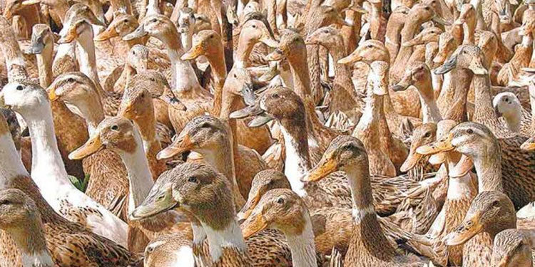 കുട്ടനാട്ടില്‍  പക്ഷിപ്പനി സ്ഥിരീകരിച്ചു ;  താറാവുകളെ കൂട്ടമായി കൊന്നൊടുക്കും