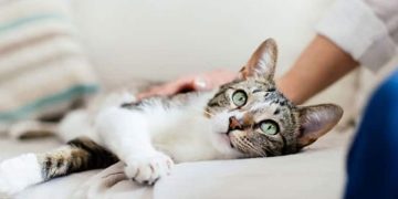 വൈക്കത്ത് അയൽവാസിയുടെ വെടിയേറ്റ പൂച്ച ചത്തു ; പ്രതിക്കെതിരെ പോലീസ് കേസ്