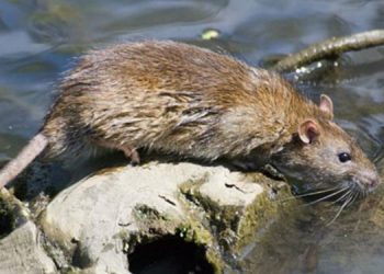 എലിപ്പനി കൂടുന്നു ; തൃശൂർ ജില്ലയിൽ ജാഗ്രത നിർദേശം