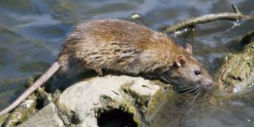 എലിപ്പനി കൂടുന്നു ;  തൃശൂർ ജില്ലയിൽ ജാഗ്രത നിർദേശം