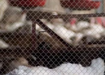 പക്ഷിപ്പനി : നെടുമുടിയിലും കരുവാറ്റയിലുമായി 38,678 താറാവുകളെ കൊല്ലും