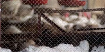 പക്ഷിപ്പനി :  നെടുമുടിയിലും കരുവാറ്റയിലുമായി 38,678 താറാവുകളെ കൊല്ലും