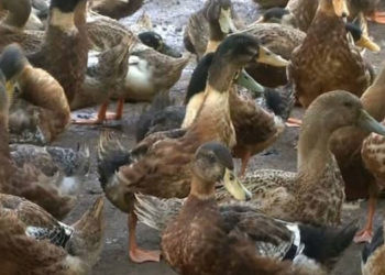 പക്ഷിപ്പനി സ്ഥിരീകരിച്ച കുട്ടനാട്ടില്‍ കര്‍ഷകര്‍ ആശങ്കയില്‍