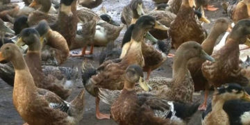 പക്ഷിപ്പനി സ്ഥിരീകരിച്ച കുട്ടനാട്ടില്‍ കര്‍ഷകര്‍ ആശങ്കയില്‍