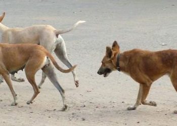 കോഴിക്കോട് ജില്ലാ കോടതി വളപ്പിലെ തെരുവുനായ ശല്യം ; നടപടി ആവശ്യപ്പെട്ട് മനുഷ്യാവകാശകമ്മീഷൻ