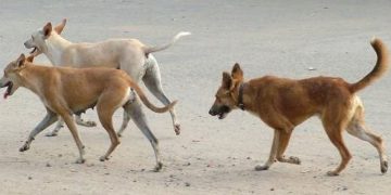 കോഴിക്കോട് ജില്ലാ കോടതി വളപ്പിലെ തെരുവുനായ ശല്യം  ;  നടപടി ആവശ്യപ്പെട്ട് മനുഷ്യാവകാശകമ്മീഷൻ