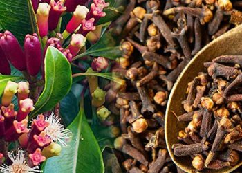 ഗ്രാമ്പു നിസാരക്കാരനല്ല ; ആരോഗ്യഗുണങ്ങളെ കുറിച്ചറിയൂ..