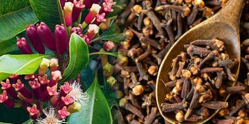 ഗ്രാമ്പു നിസാരക്കാരനല്ല ;  ആരോഗ്യഗുണങ്ങളെ കുറിച്ചറിയൂ..