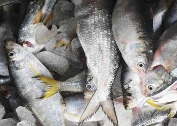 മീൻ തിന്ന പൂച്ചകൾ തൽക്ഷണം പിടഞ്ഞു ചത്തത് നാട്ടുകാരിൽ പരിഭ്രാന്തി പരത്തി