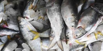 മീൻ തിന്ന പൂച്ചകൾ തൽക്ഷണം പിടഞ്ഞു ചത്തത് നാട്ടുകാരിൽ പരിഭ്രാന്തി പരത്തി