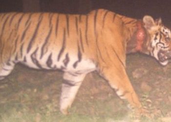 കുറുക്കൻമൂലയിൽ തെരച്ചിൽ തുടരുന്നു  ;  കടുവയെ ഇനിയും കണ്ടെത്തിയില്ല