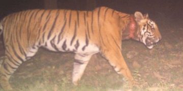 കുറുക്കൻമൂലയിൽ തെരച്ചിൽ തുടരുന്നു  ;  കടുവയെ ഇനിയും കണ്ടെത്തിയില്ല