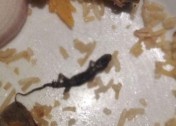 സ്കൂൾ ഉച്ചഭക്ഷണത്തിൽ ചത്തപല്ലി ;  80 കുട്ടികൾ ചികിത്സ തേടി