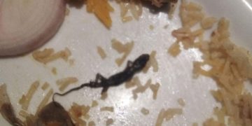 സ്കൂൾ ഉച്ചഭക്ഷണത്തിൽ ചത്തപല്ലി ;  80 കുട്ടികൾ ചികിത്സ തേടി