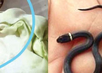 ഉപ്പേരിയുണ്ടാക്കാൻ കാബേജ് മുറിച്ചപ്പോൾ കണ്ടത് പാമ്പിനെ