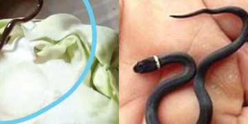 ഉപ്പേരിയുണ്ടാക്കാൻ കാബേജ് മുറിച്ചപ്പോൾ കണ്ടത് പാമ്പിനെ