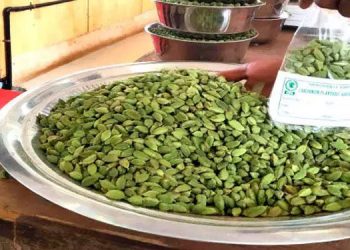 വിലയിടിയുന്നു ;  ഏലം കർഷകർ ആശങ്കയിൽ