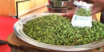 വിലയിടിയുന്നു ;  ഏലം കർഷകർ ആശങ്കയിൽ