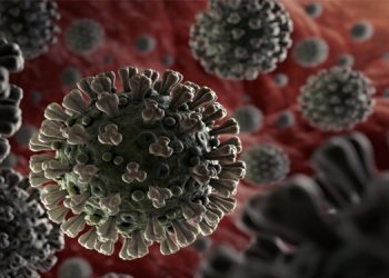 കൊറോണ വൈറസ് തലച്ചോറിനെയും ഹൃദയത്തെയും ബാധിക്കുമെന്ന് പഠനം