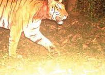 കാട്ടിൽ മറഞ്ഞോ കടുവ? ; കുറുക്കൻമൂലയിൽ തെരച്ചിൽ ; കൂടുതൽ ക്യാമറകൾ സ്ഥാപിക്കും