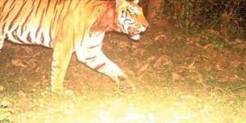 കാട്ടിൽ മറഞ്ഞോ കടുവ? ; കുറുക്കൻമൂലയിൽ തെരച്ചിൽ ; കൂടുതൽ ക്യാമറകൾ സ്ഥാപിക്കും