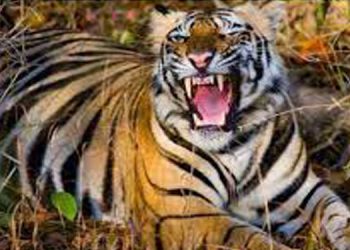 വന്യമൃഗ ആക്രമണം ; സംസ്ഥാന , ജില്ലാ തല സമിതികൾ രൂപീകരിച്ച് സർക്കാർ ഉത്തരവ്