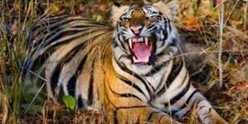 വന്യമൃഗ ആക്രമണം ; സംസ്ഥാന , ജില്ലാ തല സമിതികൾ രൂപീകരിച്ച് സർക്കാർ ഉത്തരവ്