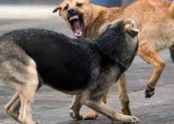 ഡൽഹിയിൽ 3 വയസുകാരിയെ നായ്ക്കൾ കടിച്ചുകൊന്നു