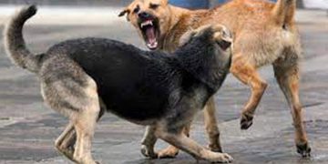 ഡൽഹിയിൽ 3 വയസുകാരിയെ നായ്ക്കൾ കടിച്ചുകൊന്നു