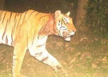 വയനാട് കുറുക്കൻ മൂലയിലിറങ്ങിയ കടുവെയ്ക്കായി ഇന്നും തെരച്ചിൽ