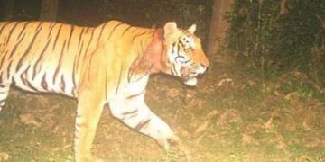 വയനാട് കുറുക്കൻ മൂലയിലിറങ്ങിയ കടുവെയ്ക്കായി ഇന്നും തെരച്ചിൽ