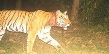 വയനാട് കുറുക്കൻമൂലയിലെ കടുവയ്ക്കായി ഇന്നും തെരച്ചിൽ