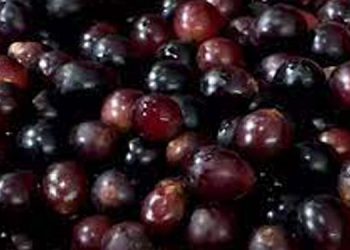 ആളില്ലാത്ത വൈൻ 390 ലീറ്റർ , ആളെത്തേടി എക്സൈസ് ; ലൈസൻസില്ലാതെ വൈൻ നിർമിക്കുന്നതും വിൽപന നടത്തുന്നതും ജാമ്യമില്ലാ കുറ്റം