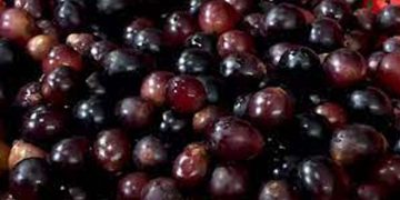 ആളില്ലാത്ത വൈൻ 390 ലീറ്റർ , ആളെത്തേടി എക്സൈസ്  ;  ലൈസൻസില്ലാതെ വൈൻ നിർമിക്കുന്നതും വിൽപന നടത്തുന്നതും ജാമ്യമില്ലാ കുറ്റം