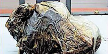 ടൂറിസ്റ്റ് ബസിൽ 2 കിലോഗ്രാം ഹഷീഷ് ഓയിൽ ;  നിയമ വിദ്യാർഥി ഉൾപ്പെടെ 2 പേരെ അറസ്റ്റ് ചെയ്തു