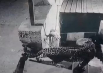 പാലക്കാട്-കോയമ്പത്തൂര് ദേശീയ പാതയില് സ്വകാര്യ കോളജ് വളപ്പില് പുള്ളിപ്പുലി ഇറങ്ങി