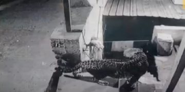 പാലക്കാട്-കോയമ്പത്തൂര്‍ ദേശീയ പാതയില്‍ സ്വകാര്യ കോളജ് വളപ്പില്‍ പുള്ളിപ്പുലി ഇറങ്ങി