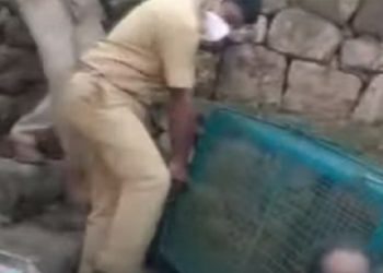 പത്തനംതിട്ട ആങ്ങമൂഴിയില് ജനവാസ മേഖലയ്ക്ക് സമീപം പുലിയെ പിടികൂടി