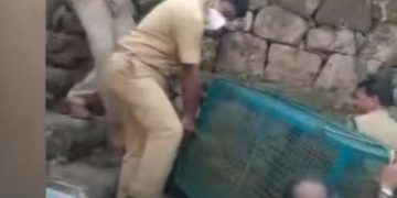 പത്തനംതിട്ട ആങ്ങമൂഴിയില്‍ ജനവാസ മേഖലയ്ക്ക് സമീപം പുലിയെ പിടികൂടി