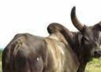 തൃശൂരിൽ കാളയുടെ കുത്തേറ്റ് സ്കൂട്ടർ മറിഞ്ഞ് എഎസ്ഐ മരിച്ചു