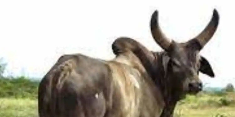 തൃശൂരിൽ കാളയുടെ കുത്തേറ്റ് സ്കൂട്ടർ മറിഞ്ഞ് എഎസ്ഐ മരിച്ചു