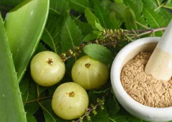 മുടി കൊഴിച്ചില് പമ്പ കടക്കാൻ ആര്യവേപ്പ് !