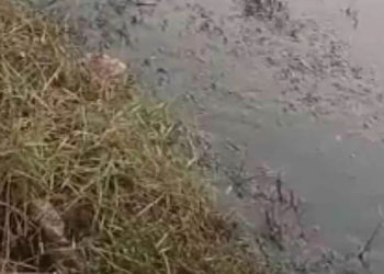 നെൽ കൃഷിക്ക് ഒരുക്കിയ പാടത്ത് കക്കൂസ് മാലിന്യം തള്ളി