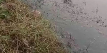 നെൽ കൃഷിക്ക് ഒരുക്കിയ പാടത്ത് കക്കൂസ് മാലിന്യം തള്ളി